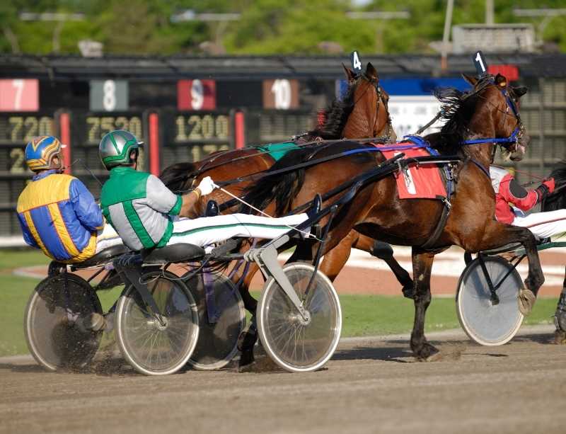 Horse Harness Racing